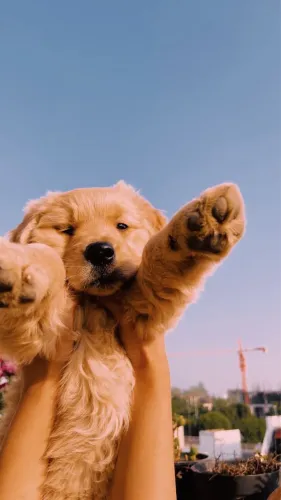 Filhotes De Golden Retriever - Amor Que Conecta Vidas 