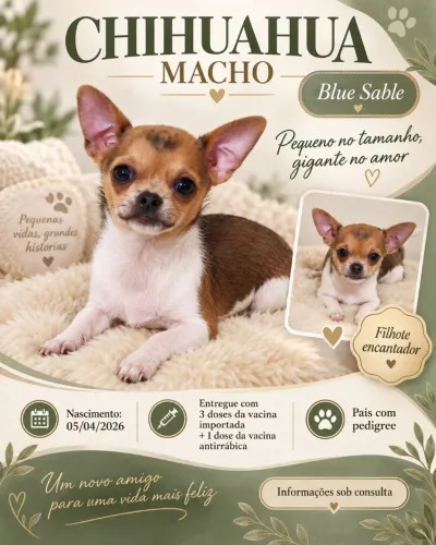 Lindo bebê chihuhahua pelo curto