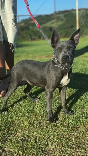 Pitbull