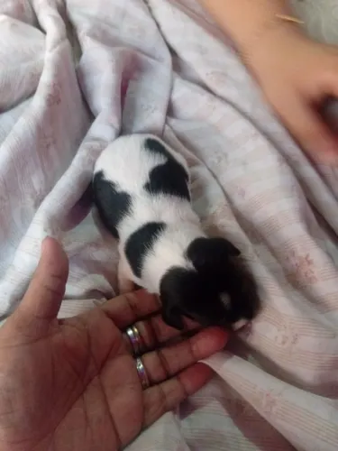 Pinscher mistura com paulistinha