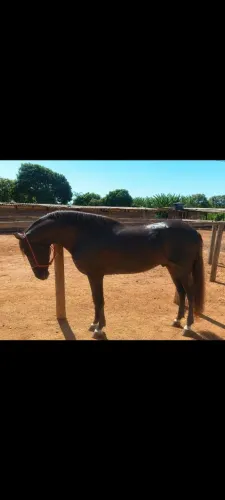 Vendo cavalo manga larga machado