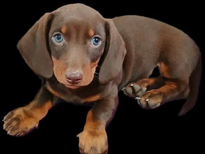 Ótimo presente pra dia dos e namorados dachshund, cofap, linguicinha, teckel, salsichinha