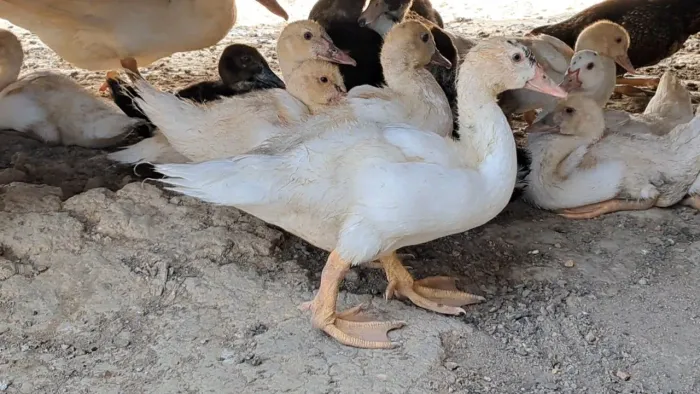 Patinhos a venda