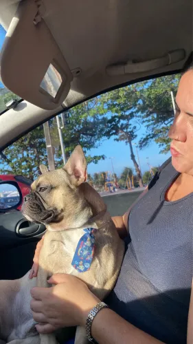 Buldogue francês para cobertura