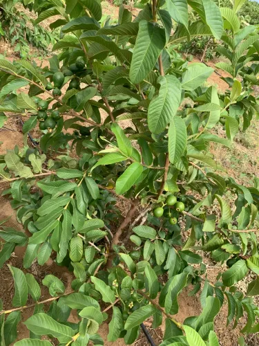 Fazenda 