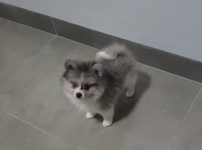 PVA - Lulu da Pomerânia - Spitz Alemão com garantia e pedigree