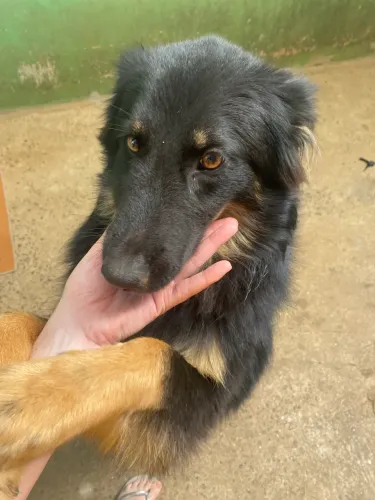 Doa-se Collie