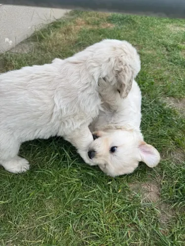 Golden fofo