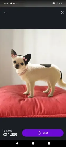 Chihuahua fêmea