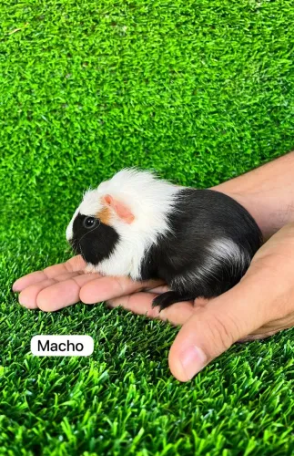 Porquinho da india