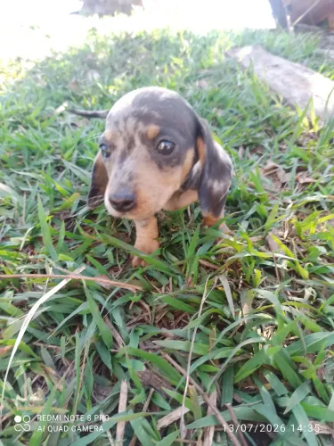 Lindo filhote disponível