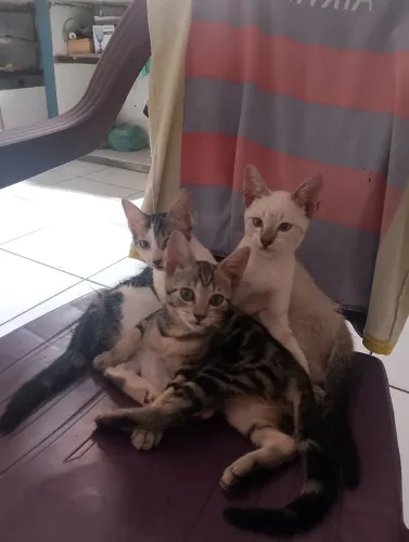 Doação de animais