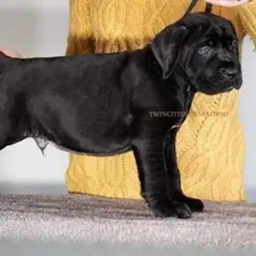 Cane Corso,Cane Corso Filhote Muito Amoroso e Dócil