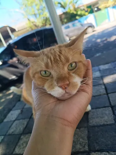 Gatinho para doação 