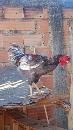 Frango/galo