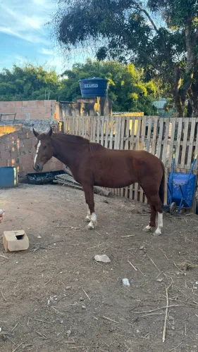 Égua campolina + Sela de couro de Búfalo Marçal
