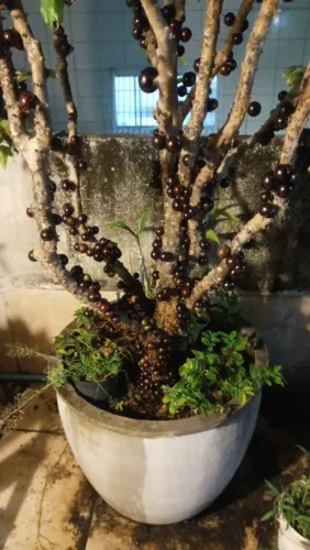 Jabuticaba hibrida com 3 metros com frutos 