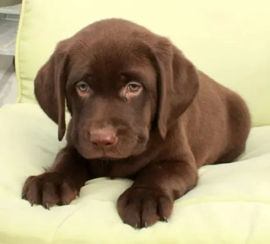 Labrador filhotes prontos para novo lar