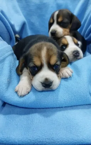 Beagle - Filhotes disponíveis com Pedigree