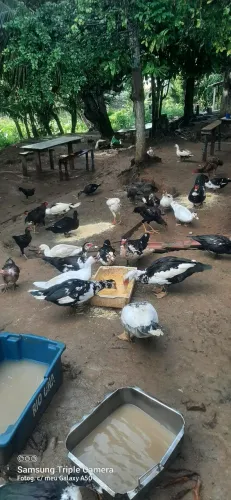 Patos e galinhas 