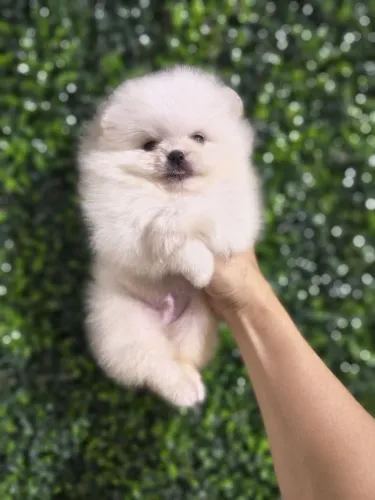 Lulu da pomerania macho 
