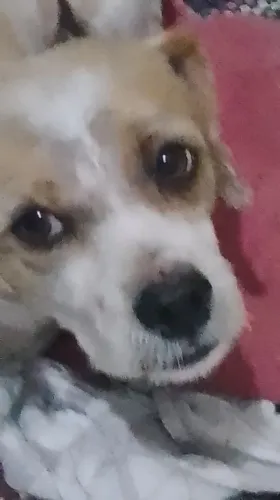 Adote Duque
