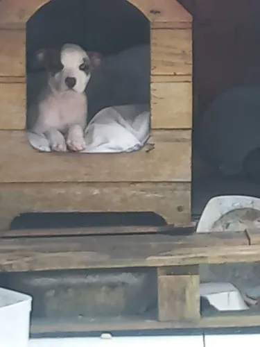 Doa- se cachorrinho macho 