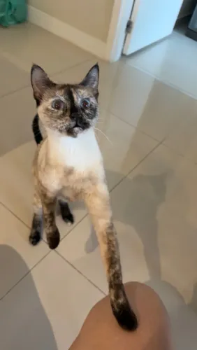Gata castrada