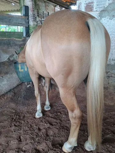 Cavalo quarto milha