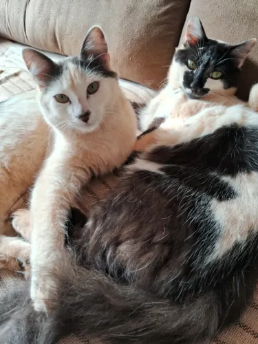 Doação de 4 gatos