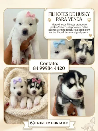 Husky siberiano a venda