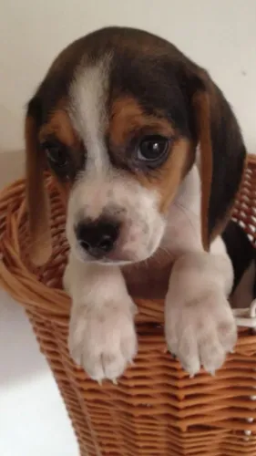 Beagle Filhotinho carinhoso pronto para encher sua vida de afeto