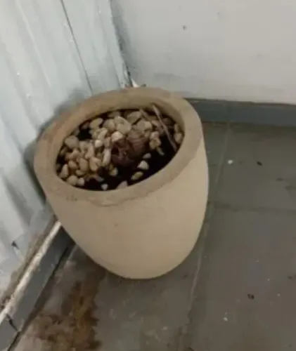 Vaso de Planta