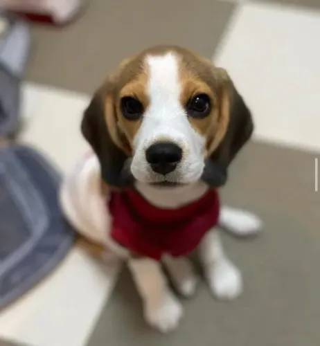 filhote Beagle, Coração quentinho garantido com esse novo amigo peludo!