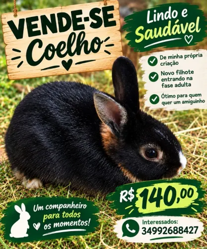 Vendo coelho