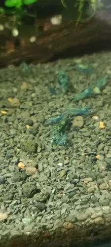 Camarão neocardina 