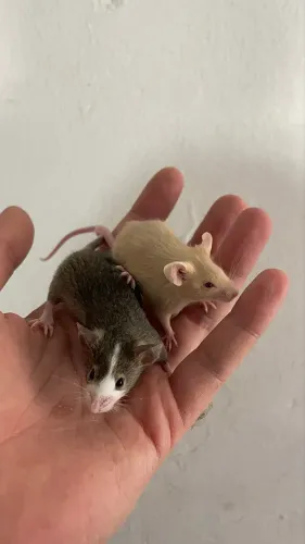 Camundongos