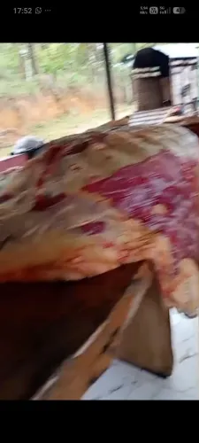 Bovina