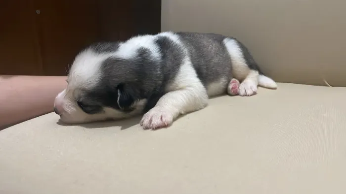 Filhote de husky siberiano macho