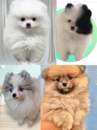 Lindos filhotes de Lulu dá Pomerania 