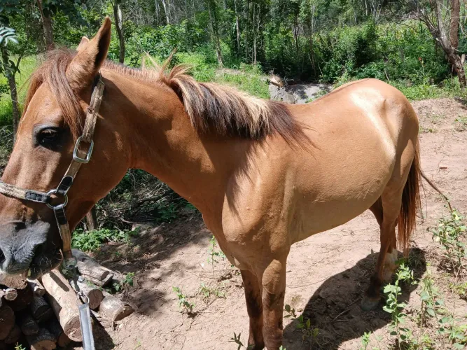 cavalo