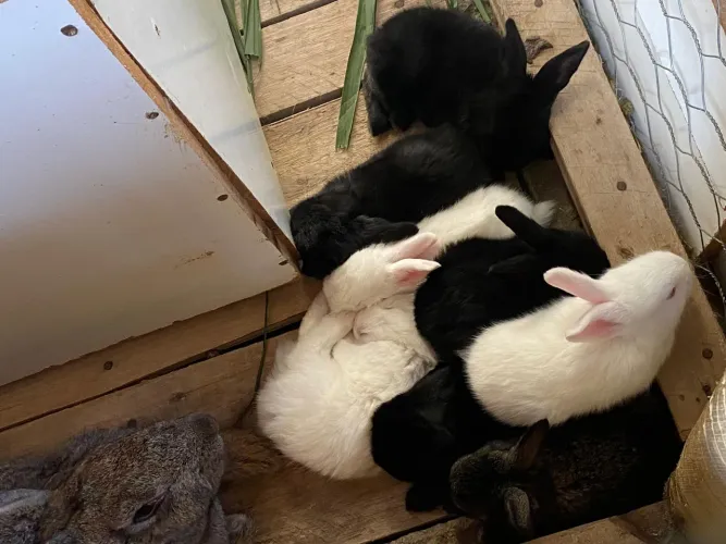 Vendemos filhotes de Coelhos Gigantes de Flandres 