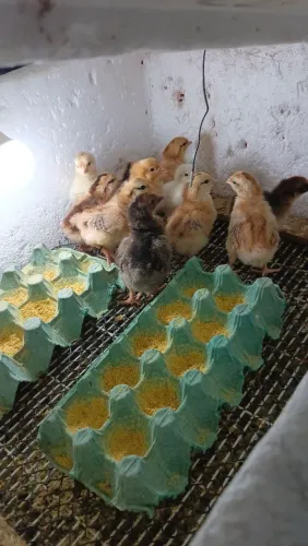 Pintinhos de pesadão vermelho puro