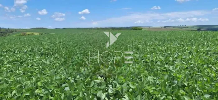 Fazenda à venda com 594 alqueires - terra roxa - pivô autorizado - Cornélio Procópio PR