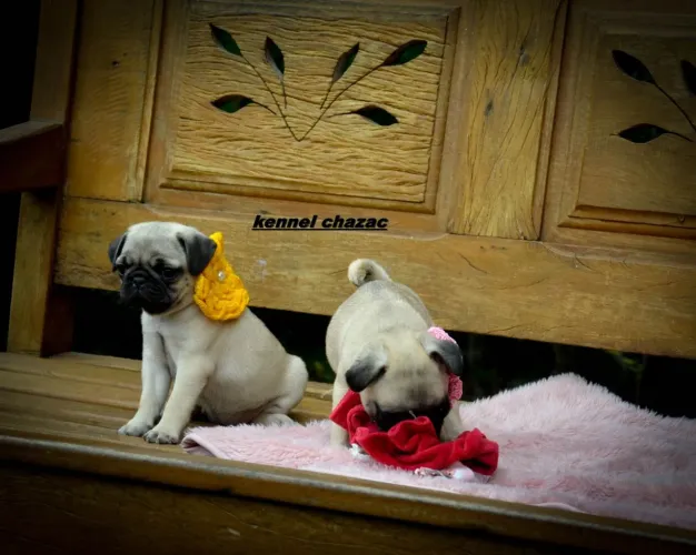 Pug mini para encher seu coração de alegria
