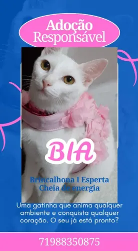 Gatinha linda pra doação !