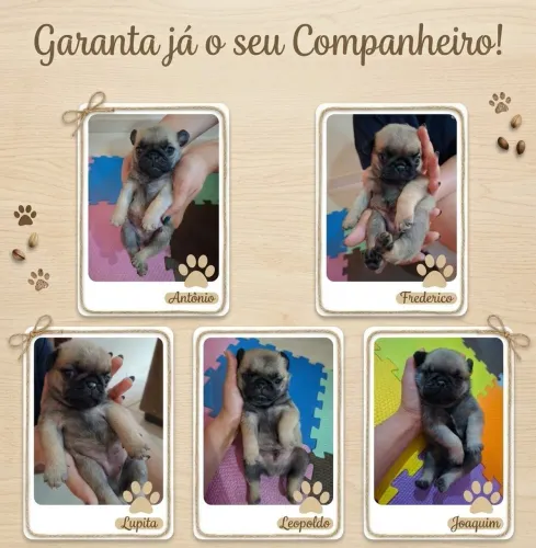 FILHOTES DE PUG 
