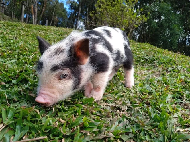 Mini pig 