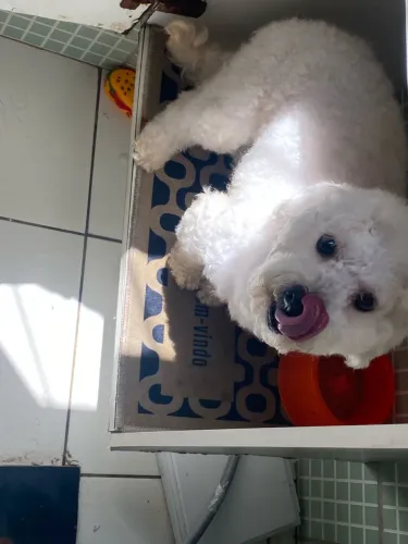 Cachorro poodle