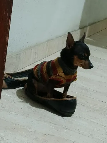 Pinscher zero macho 